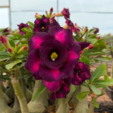 Rosa do deserto - PURPLE BLUE