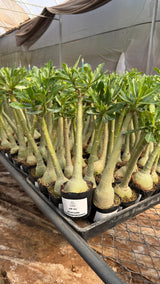 Rosa do deserto - GM 321