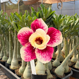 Rosa do deserto - GM 321