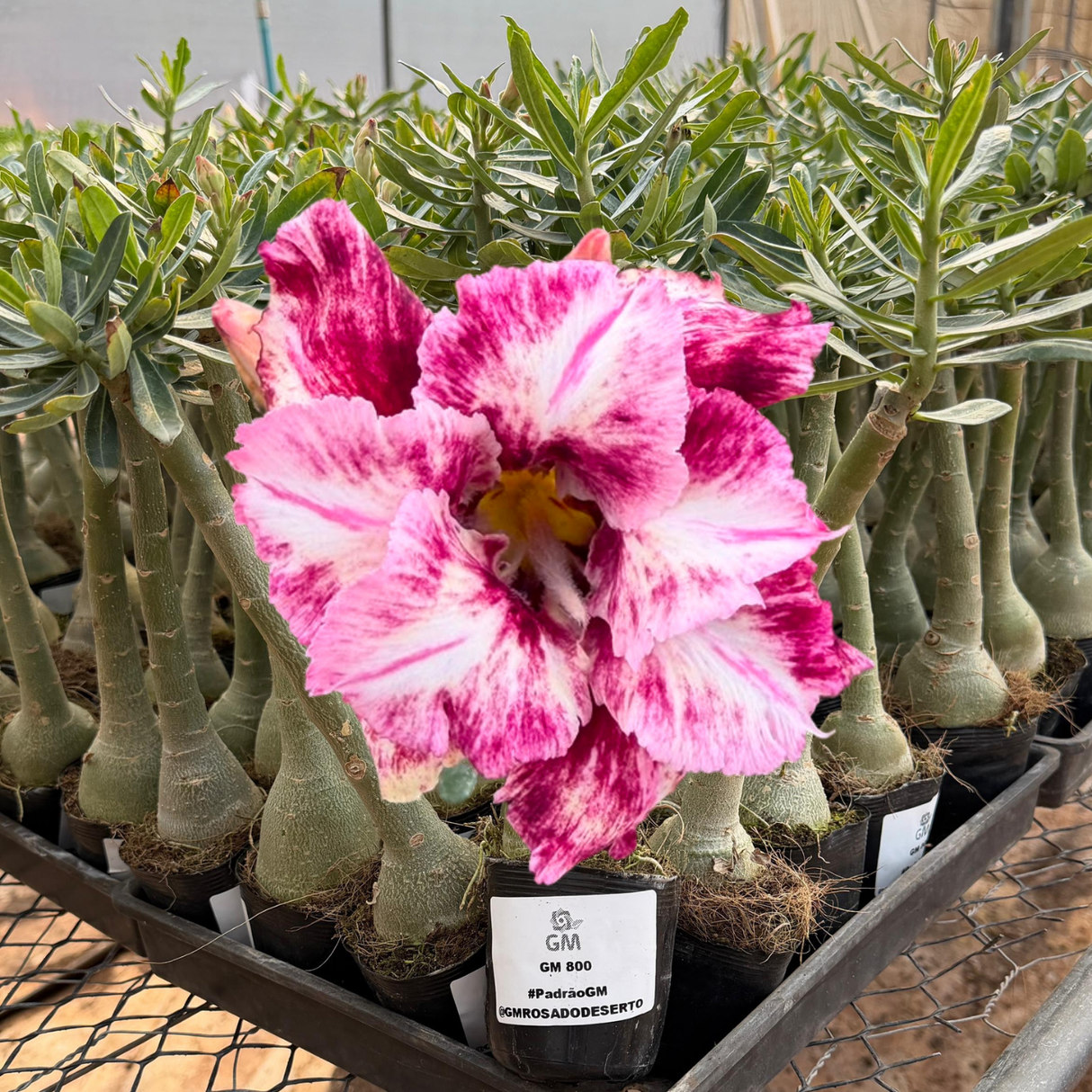 Rosa do deserto - GM 800