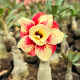 Rosa do Deserto - LM 62