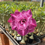 Rosa do deserto - PRISMA