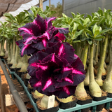 Rosa do deserto - GM 316