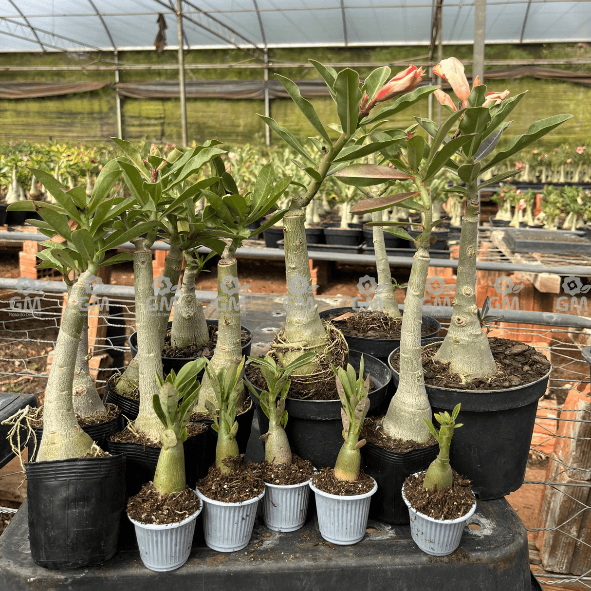 KIT TOP ENXERTOS - Gm Rosa Do Deserto