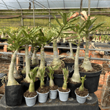 KIT TOP ENXERTOS - Gm Rosa Do Deserto