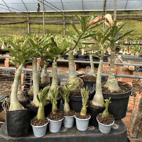 KIT TOP ENXERTOS - Gm Rosa Do Deserto