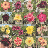 KIT TOP ENXERTOS - Gm Rosa Do Deserto