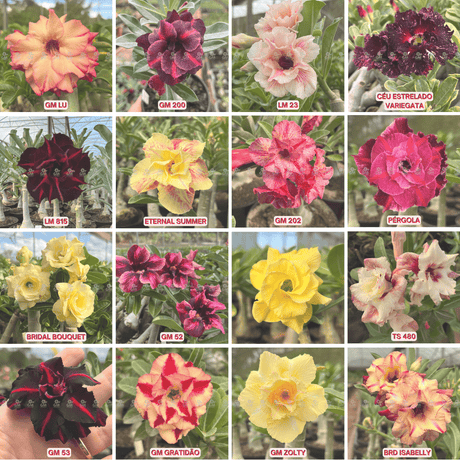 KIT TOP ENXERTOS - Gm Rosa Do Deserto