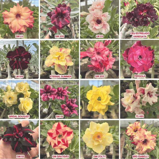 KIT TOP ENXERTOS - Gm Rosa Do Deserto