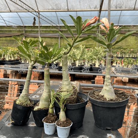 KIT TOP ENXERTOS - Gm Rosa Do Deserto