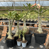 KIT TOP ENXERTOS - Gm Rosa Do Deserto