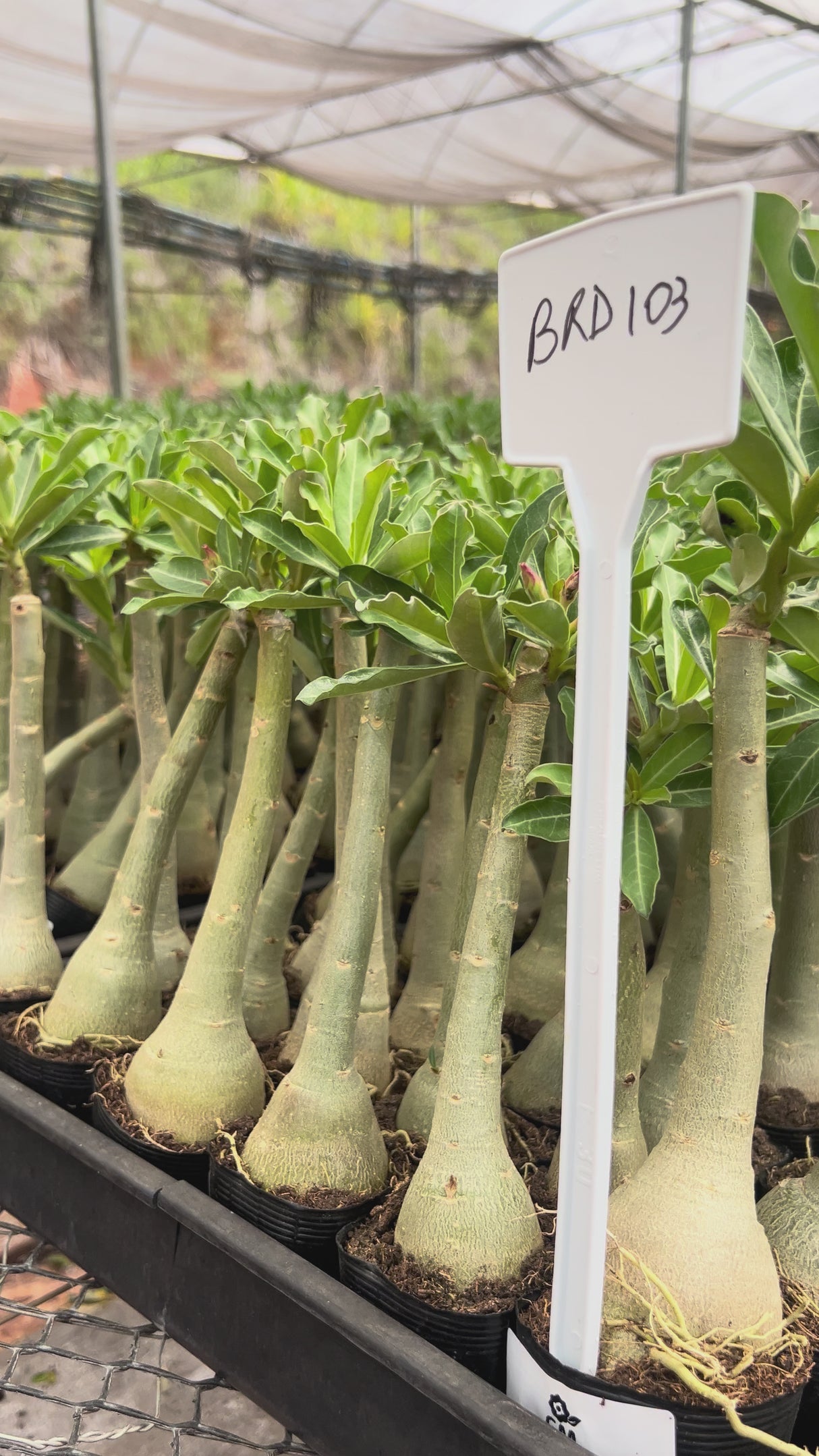 Rosa do Deserto - BRD 103