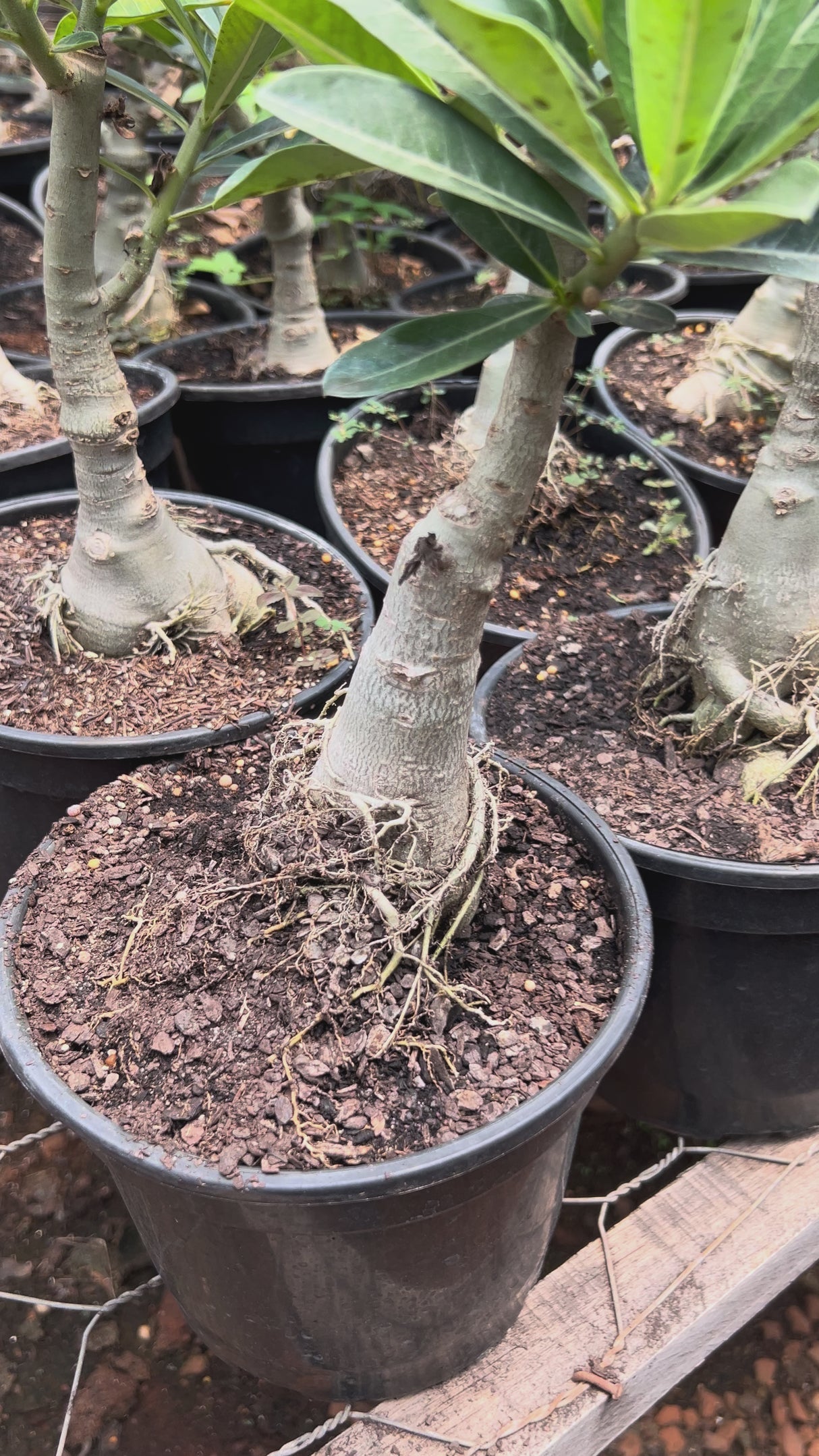 Rosa do Deserto - ENXERTO ADULTO - GM GOLDEN SUN