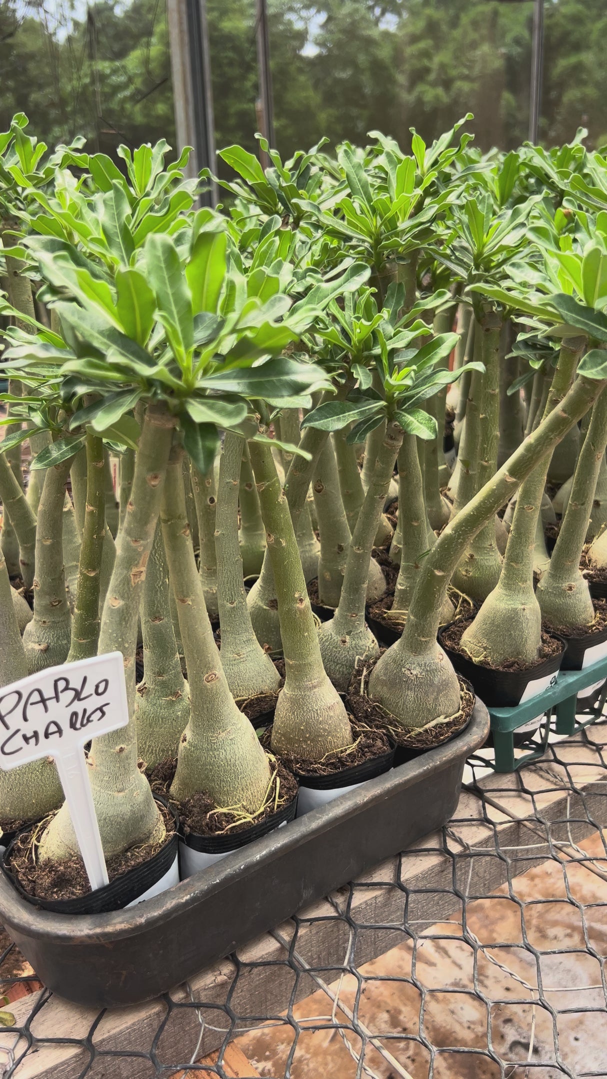 Rosa do Deserto - PABLO CHARLES