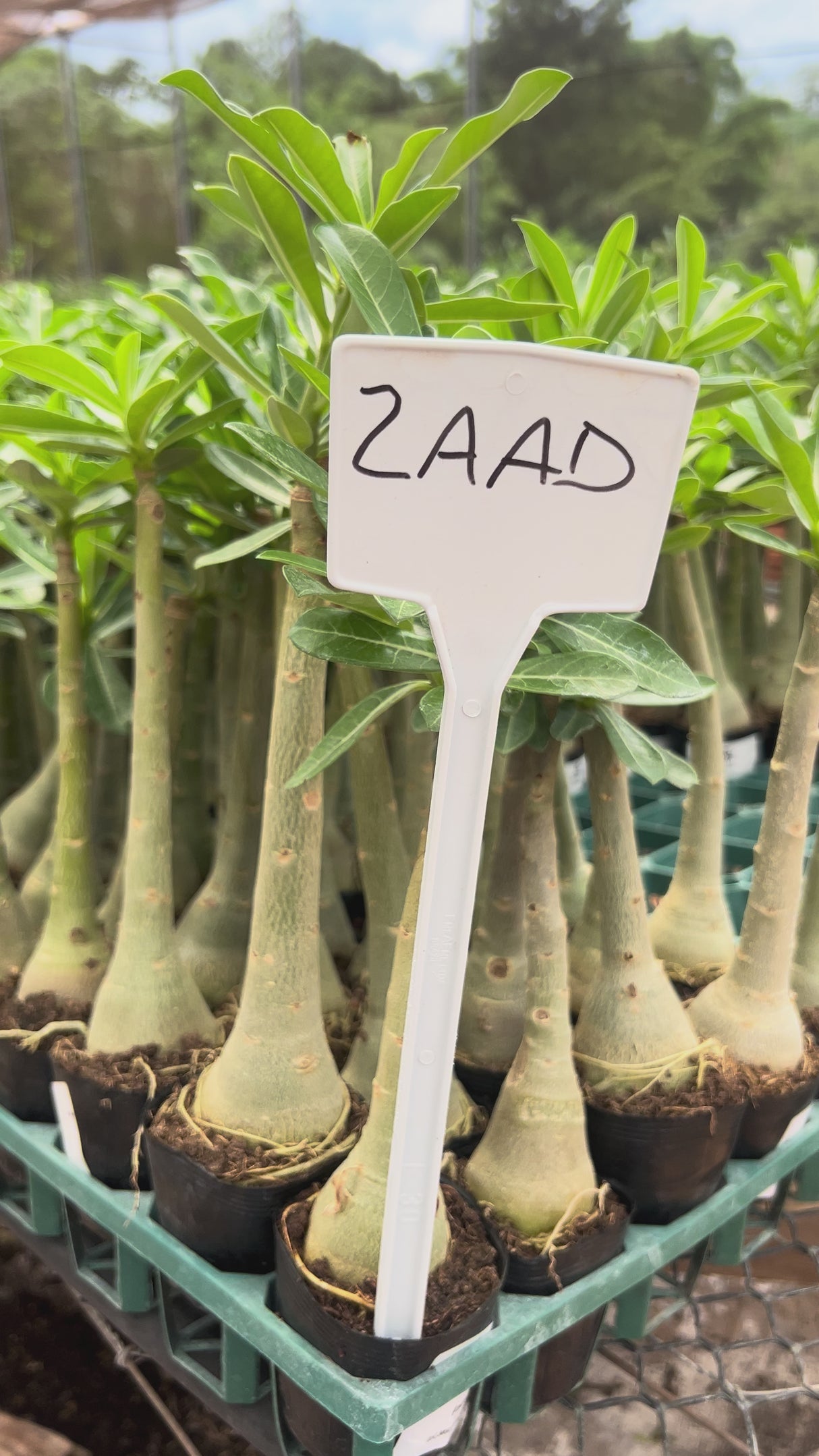 Rosa do Deserto - ZAAD