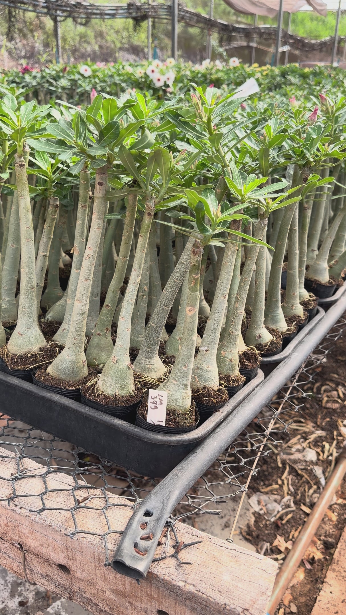 Rosa do Deserto - LM 349