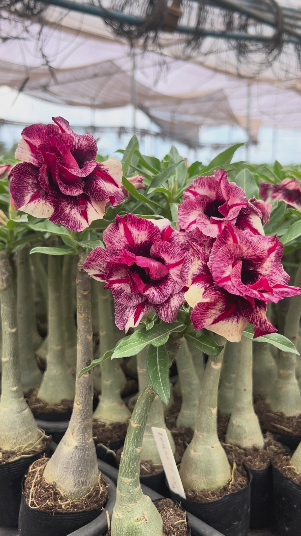 Rosa do Deserto - LEGANCY