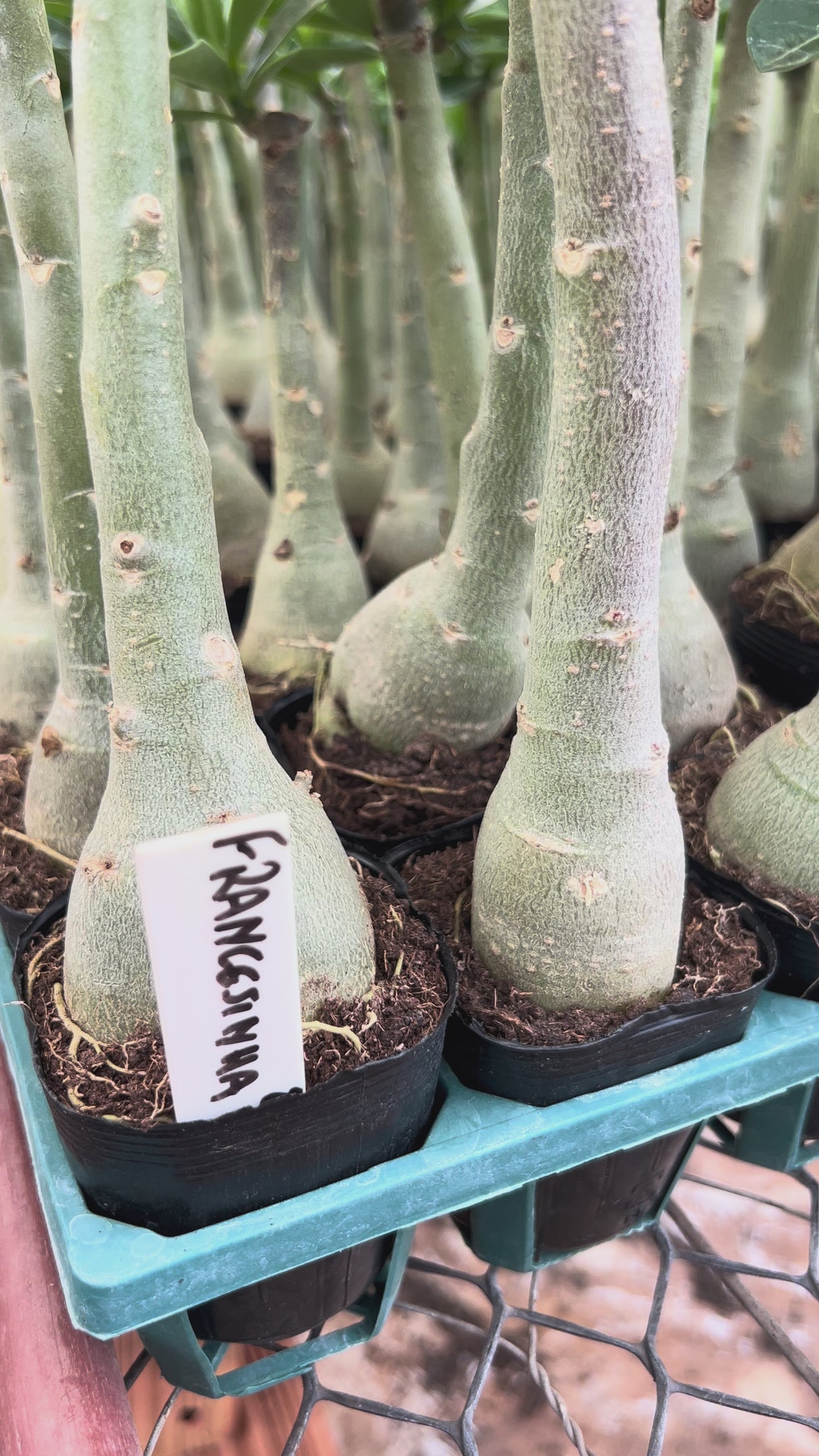 Rosa do Deserto - FRANCESINHA