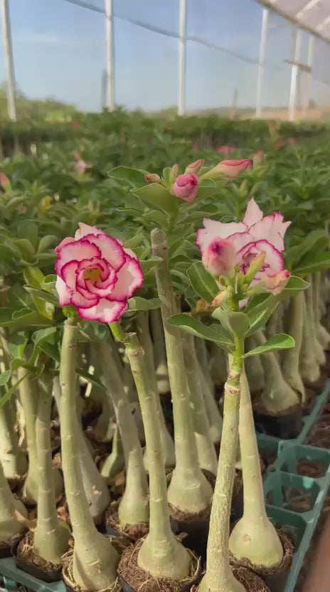 Rosa do Deserto - GIS