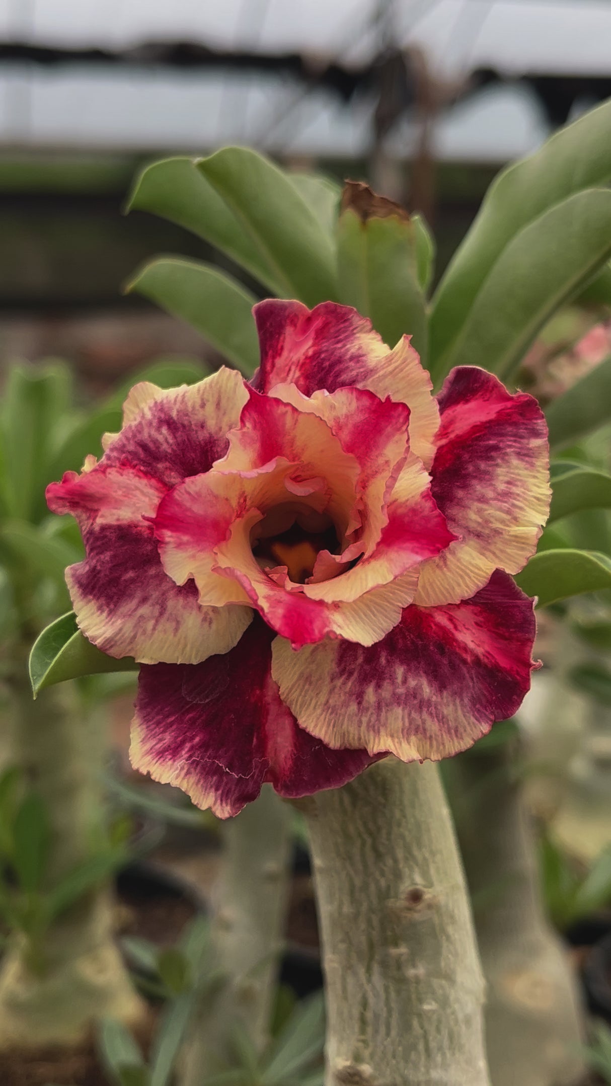 - Rosa do Deserto - FIRE PRINCESS