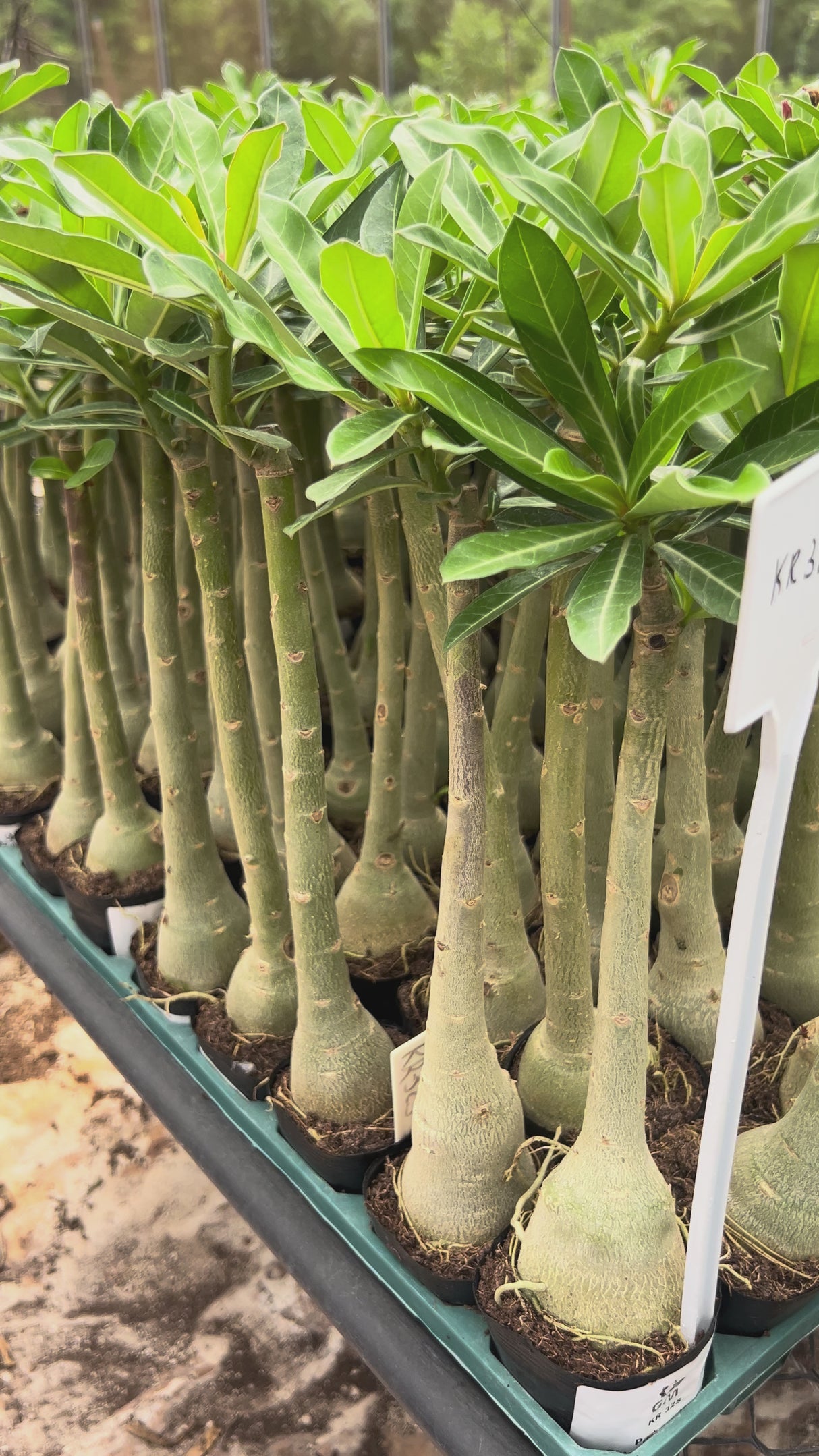 Rosa do Deserto - KR 325