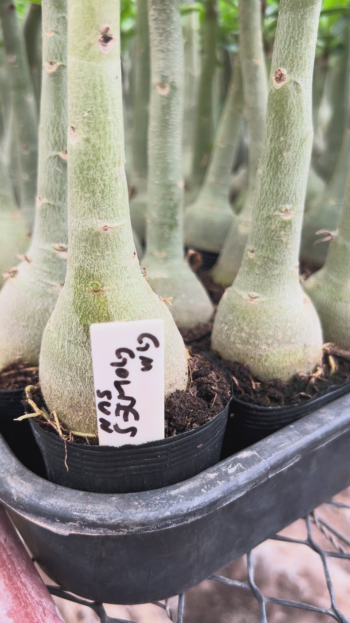 Rosa do Deserto - GM GOLDEN SUN