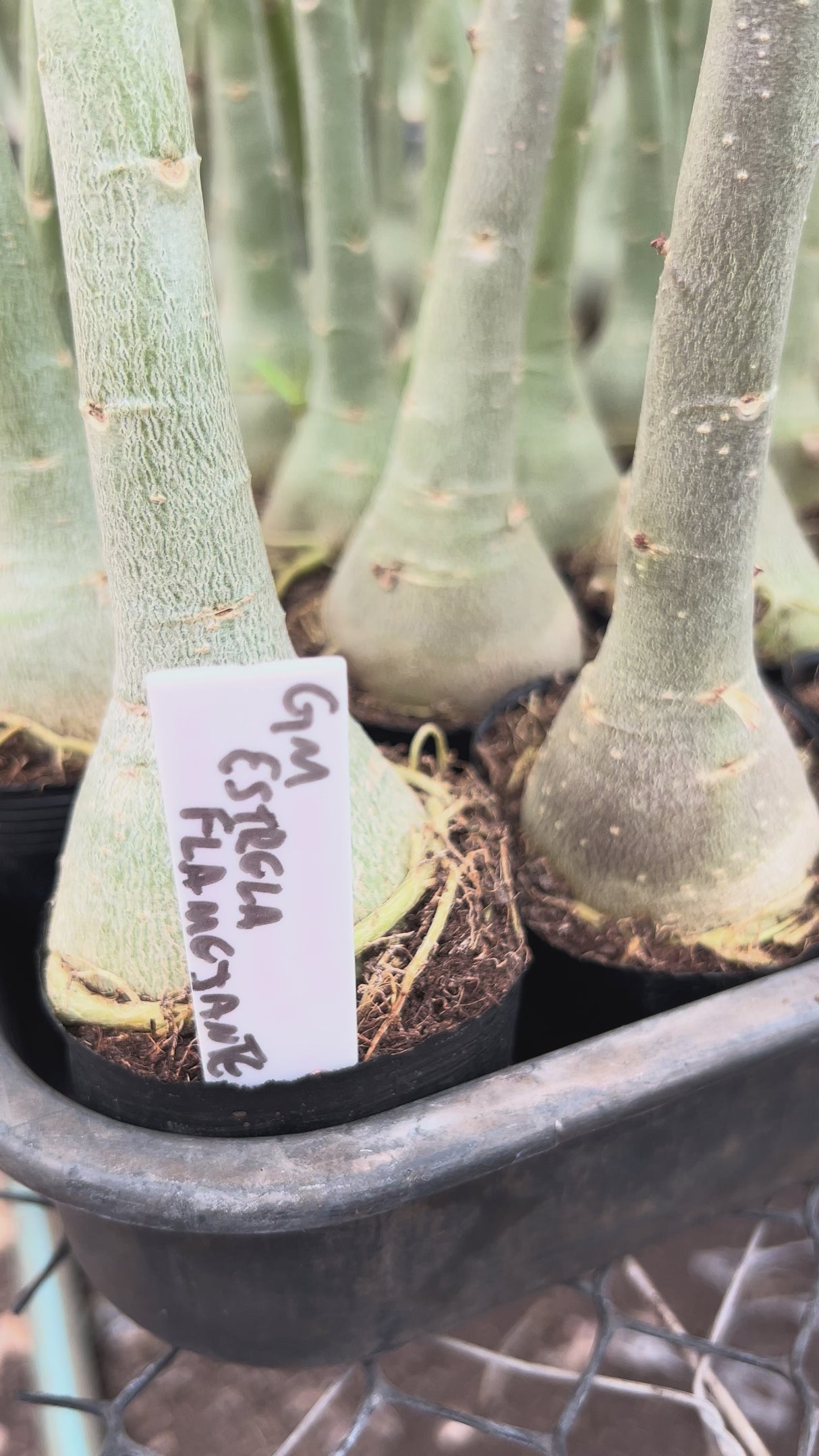 Rosa do Deserto - GM ESTRELA FLAMEJANTE