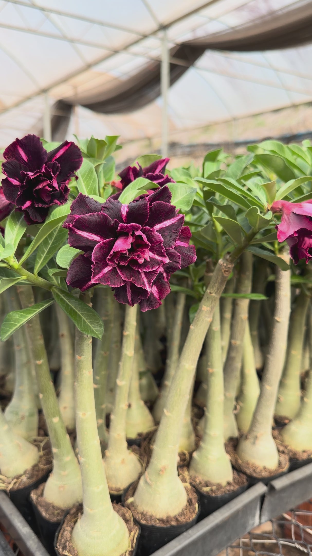 Rosa do Deserto - GM FENIX NEGRA