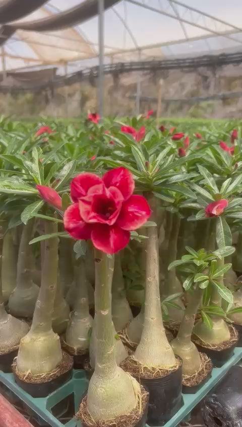 Rosa do Deserto - LM 58