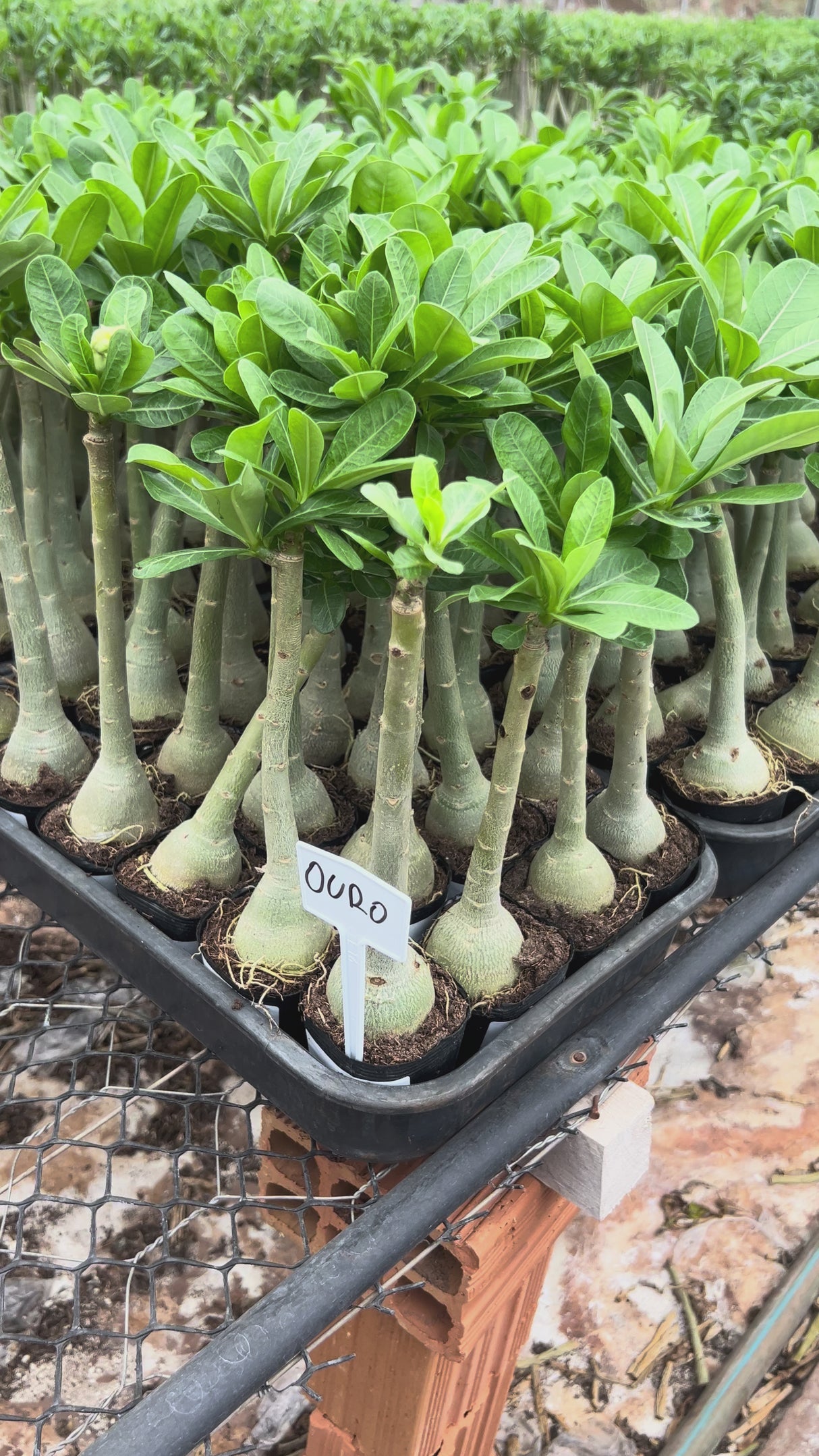 Rosa do Deserto - OURO