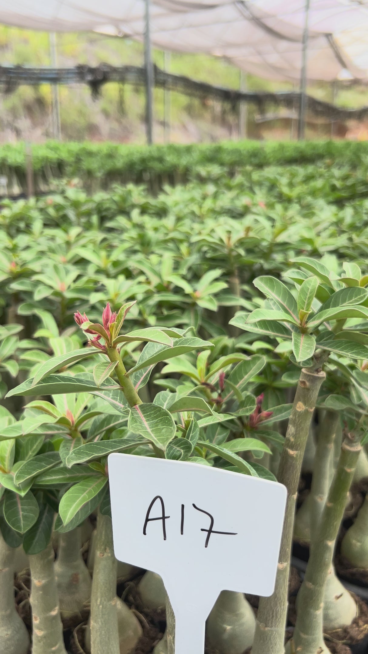 Rosa do Deserto - A17