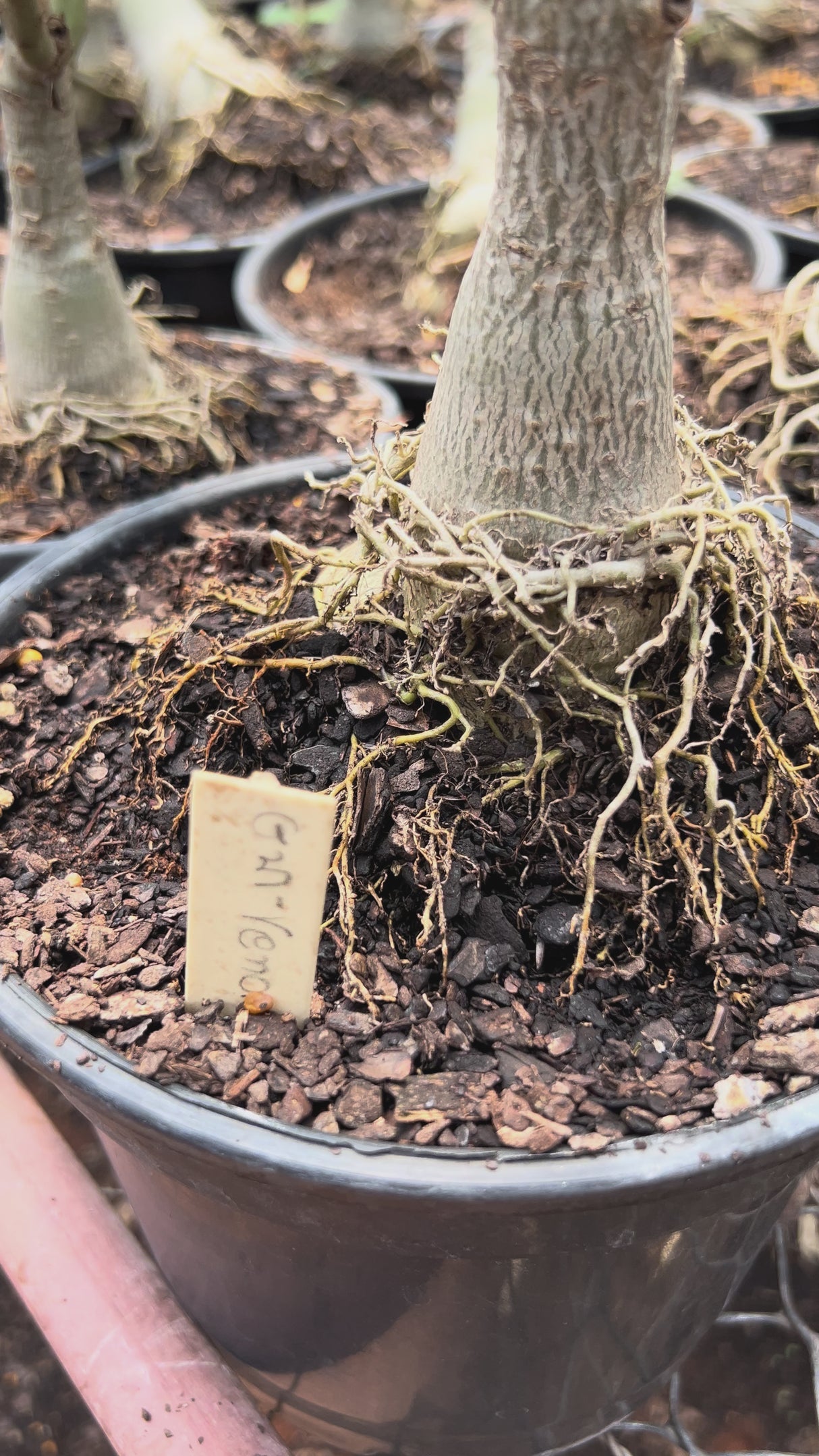 Rosa do Deserto - ENXERTO ADULTO -  GM VENOM