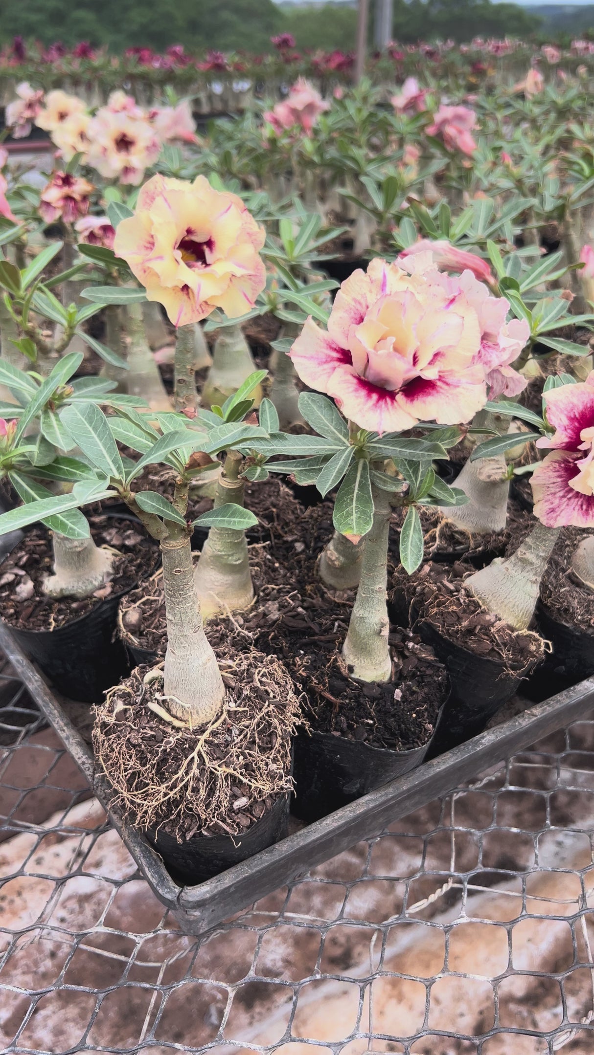 Rosa do Deserto - MUSSELA ( PERFUMADA )