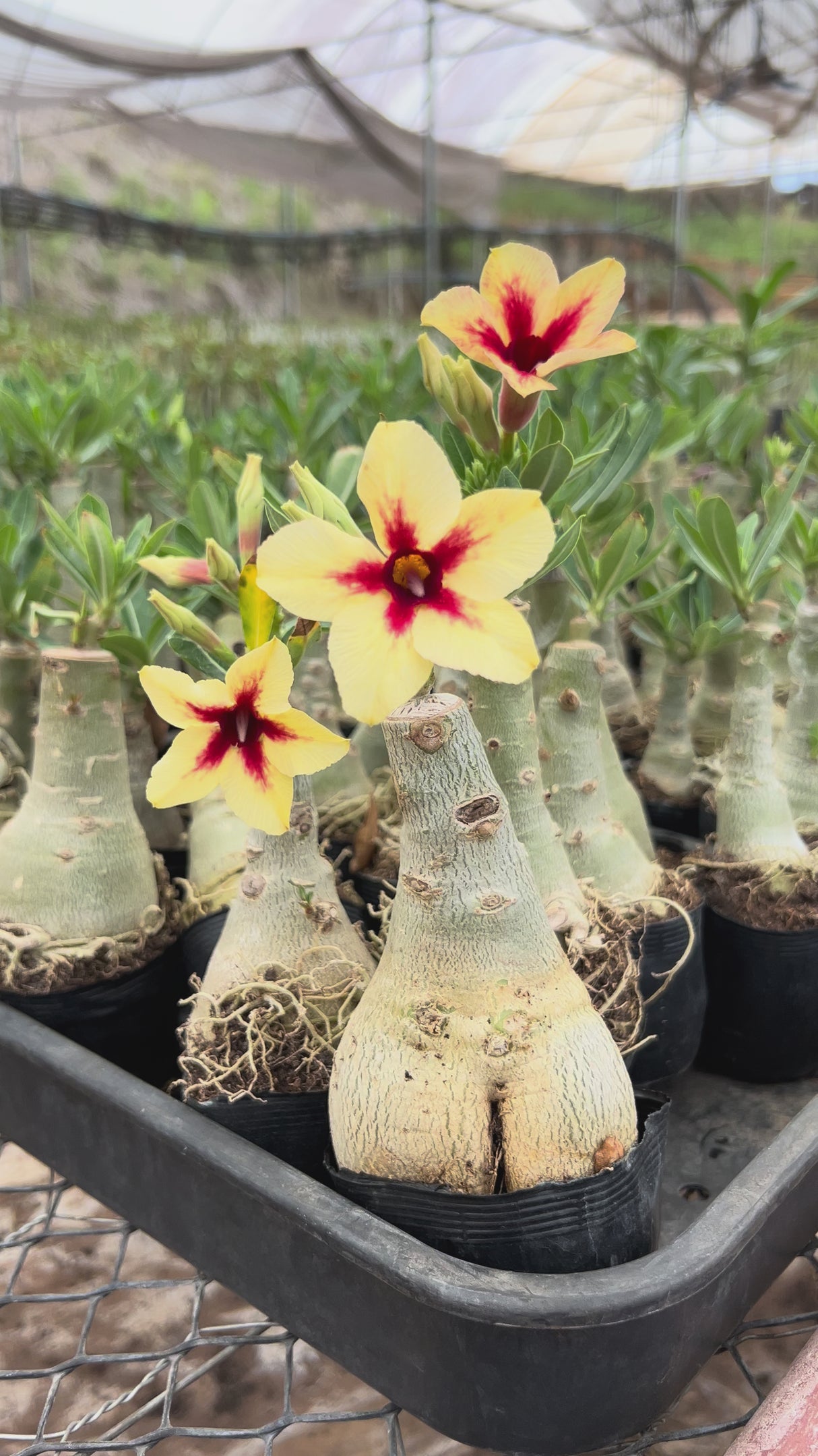 Rosa do Deserto - QUIABO