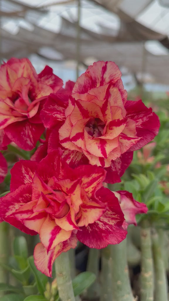 Rosa do Deserto - JULIUS CAESAR