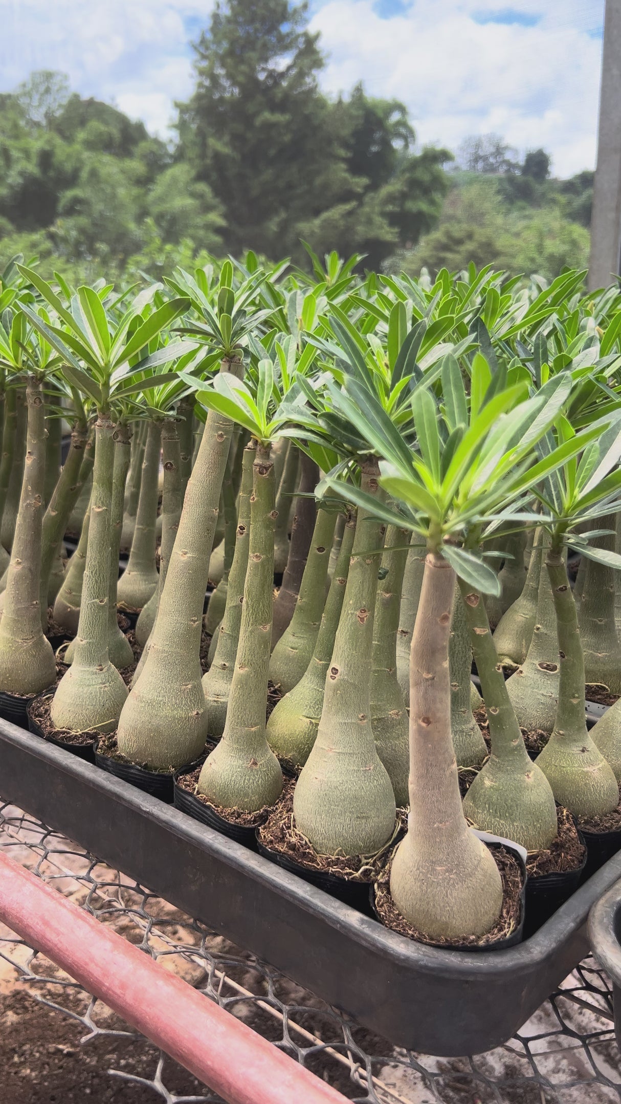 Rosa do Deserto- GM 33