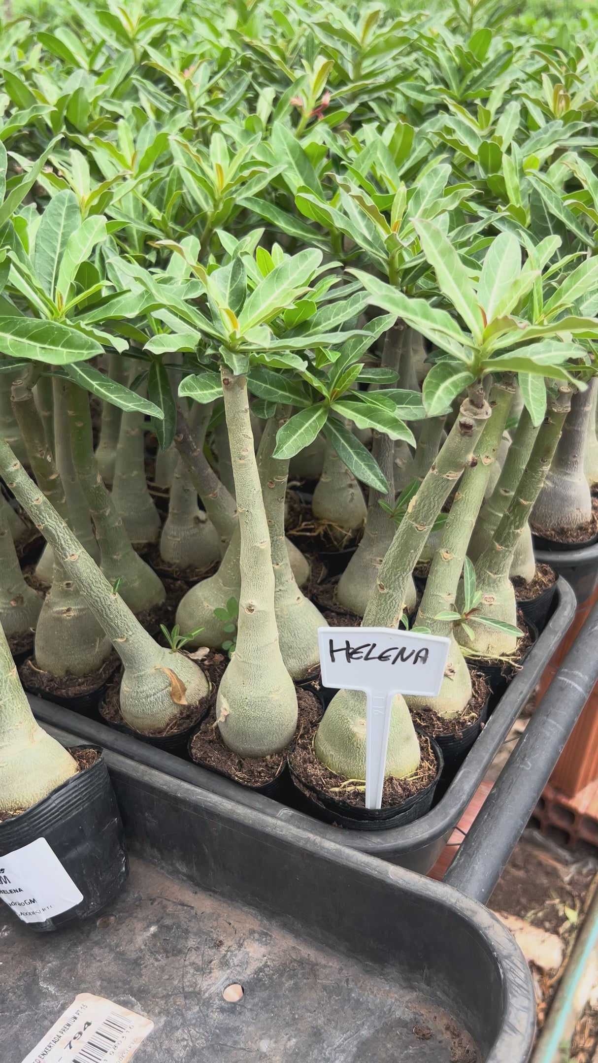 Rosa do Deserto - BRD HELENA