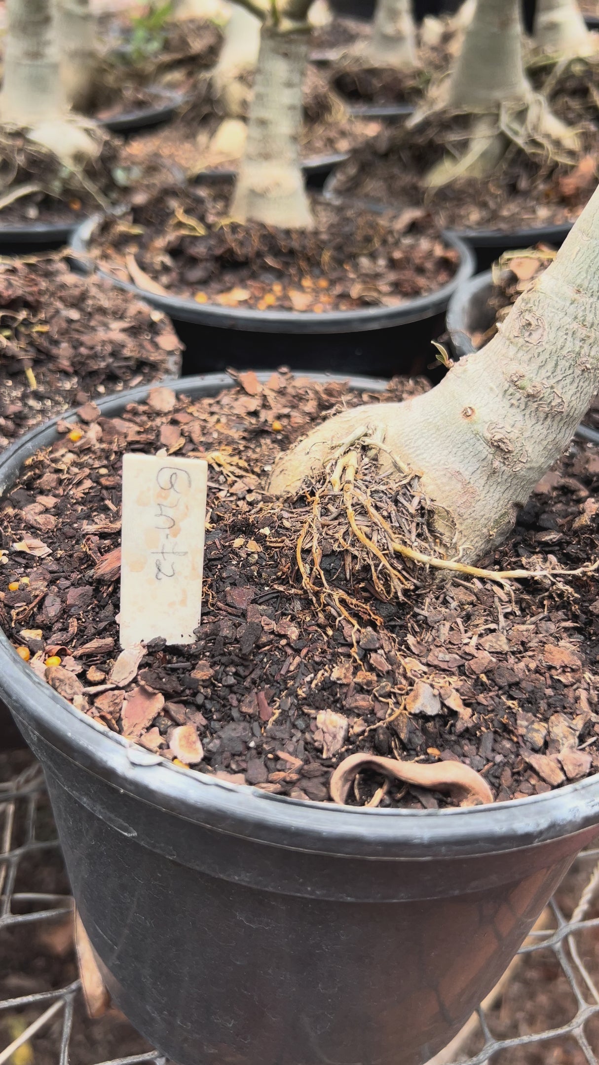 Rosa do Deserto - ENXERTO ADULTO -  GM 72