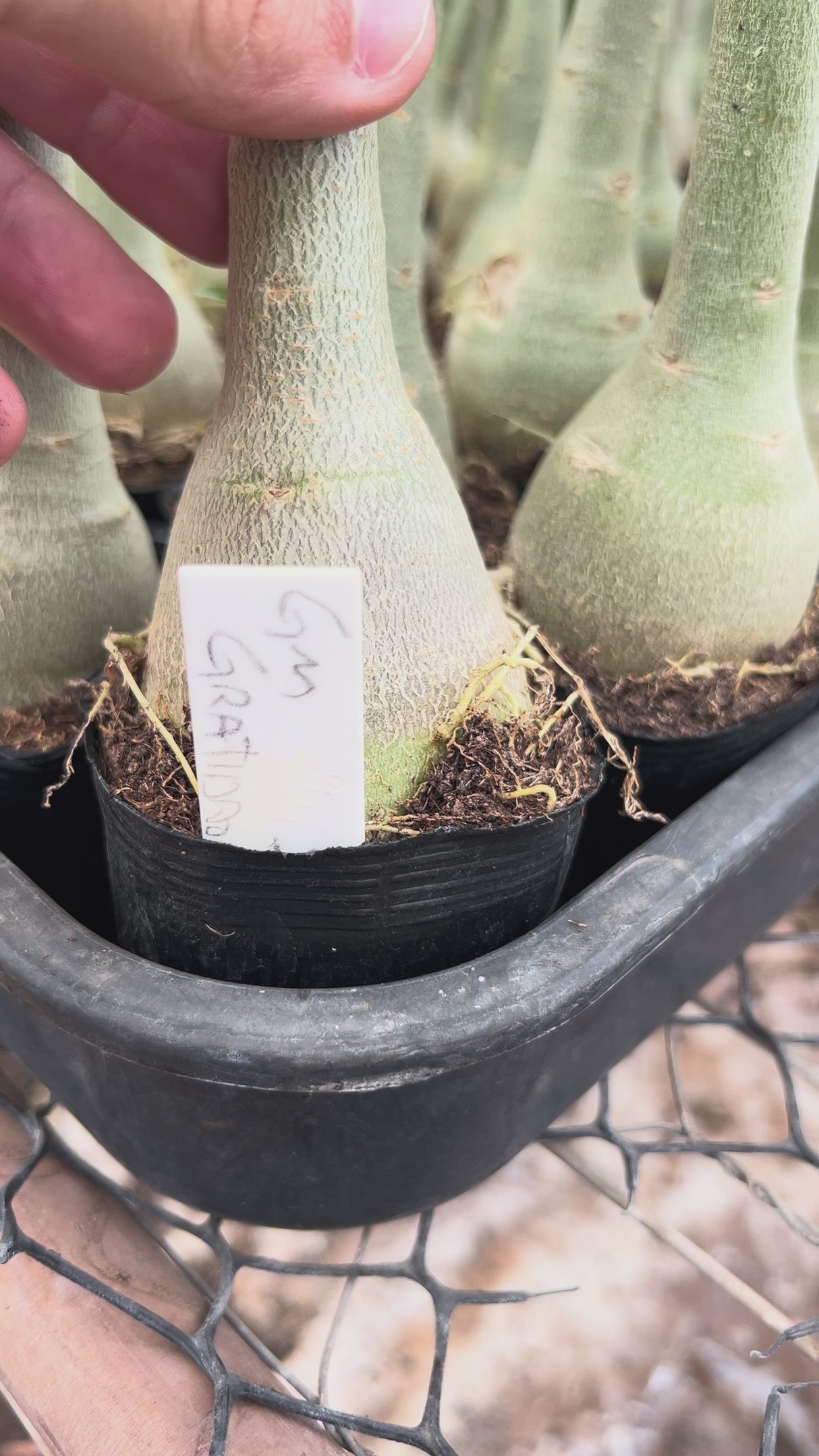 Rosa do Deserto - GM GRATIDÃO