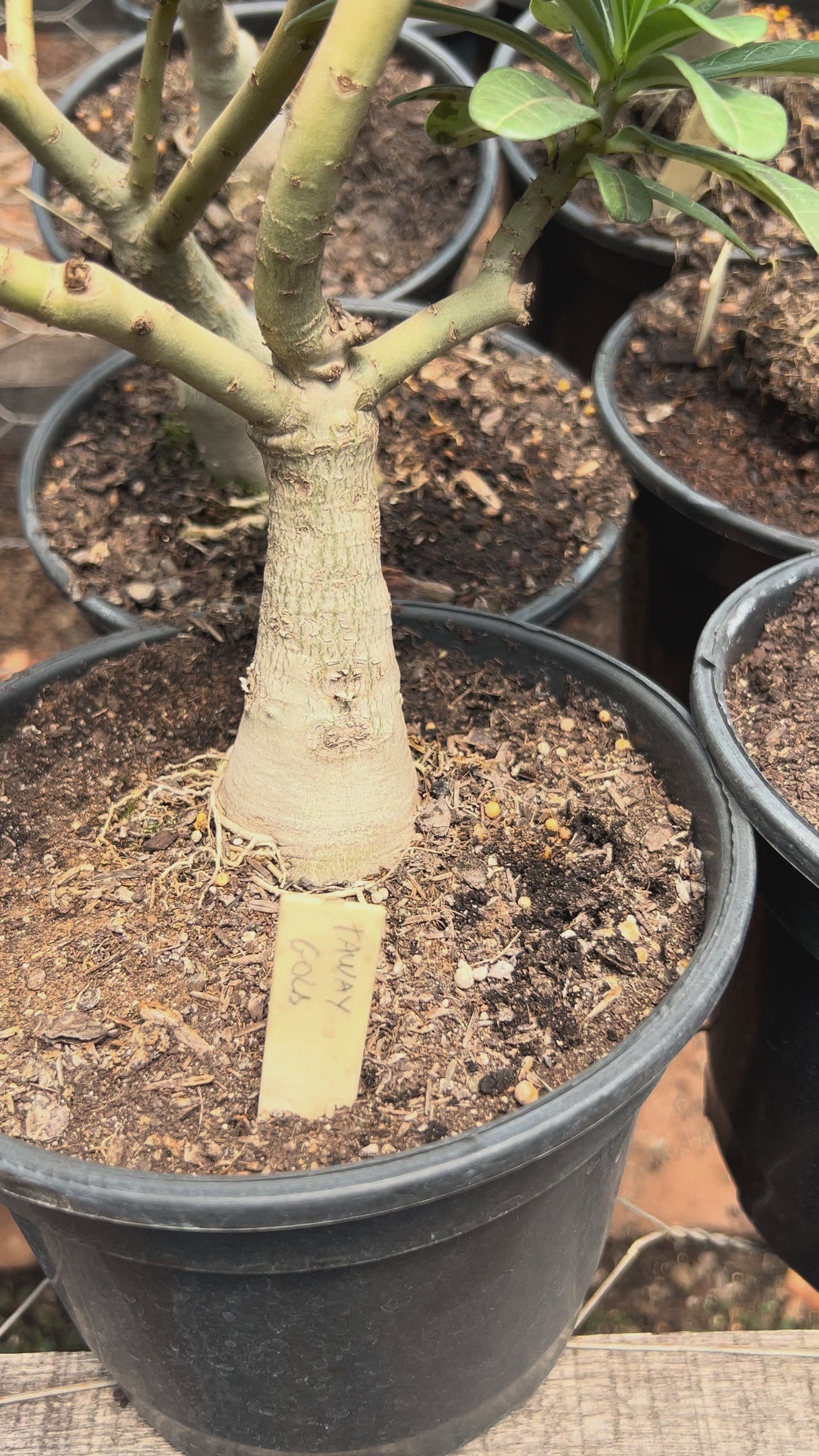 Rosa do Deserto - ENXERTO ADULTO - TAIWAN GOLD