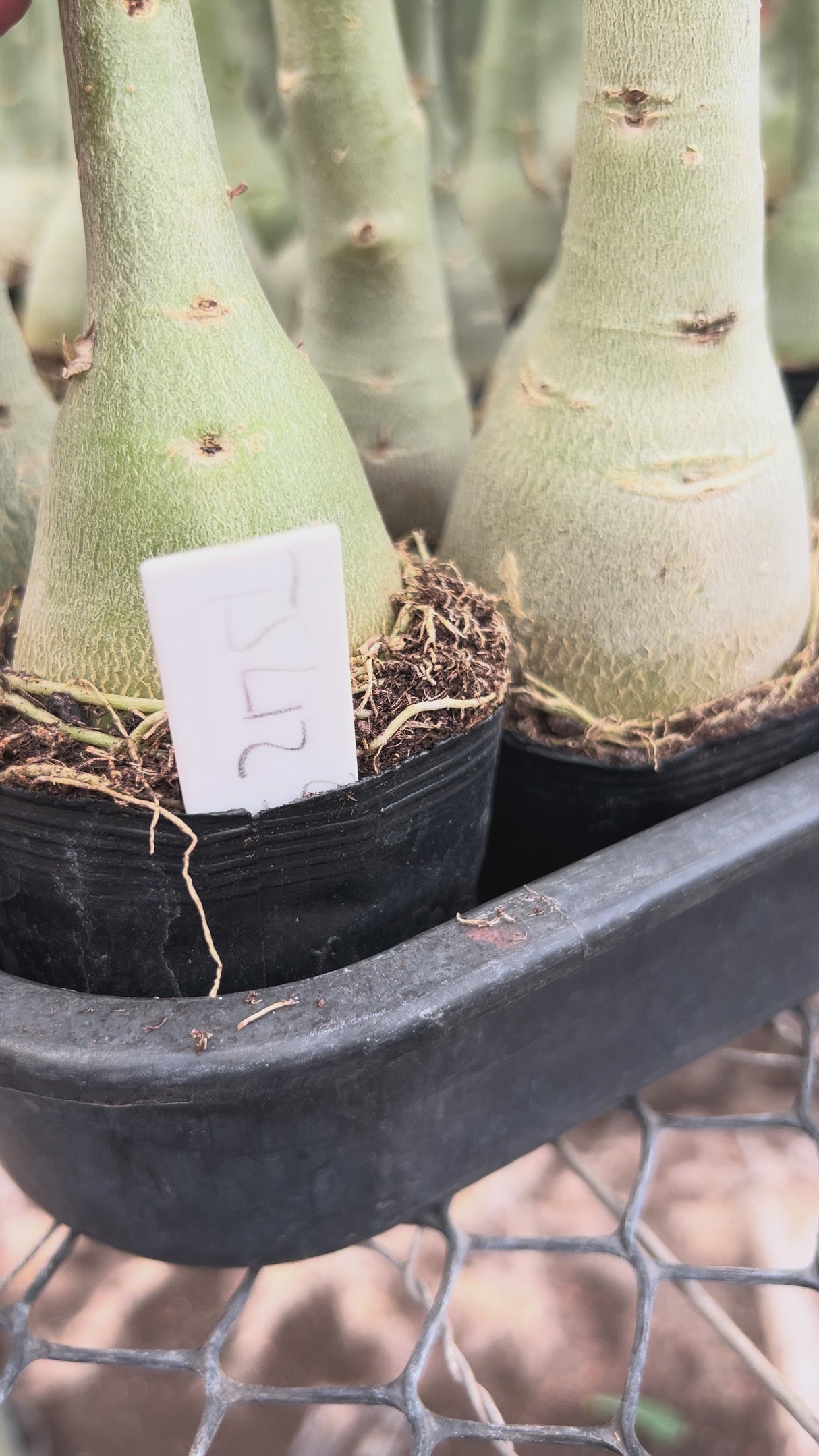 Rosa do Deserto - TS-LIZ ( PERFUMADA )