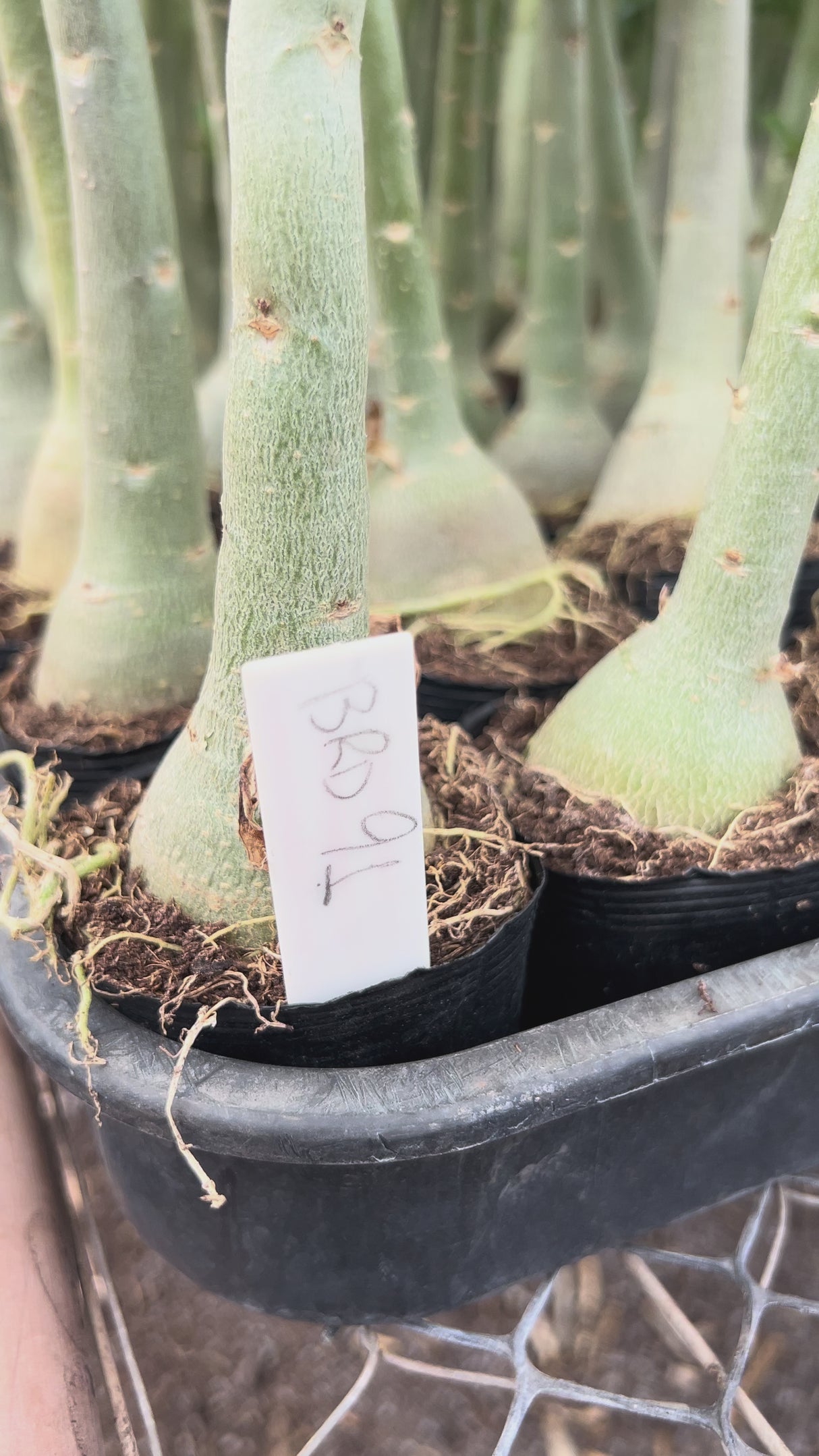 Rosa do Deserto - BRD 91