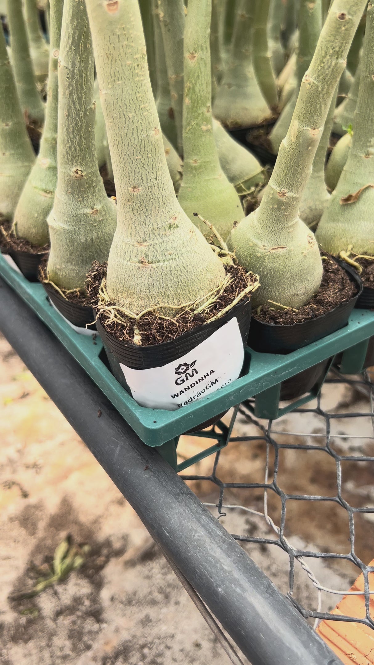 Rosa do Deserto - WANDINHA