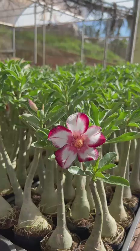 Rosa do Deserto - MINEIRA