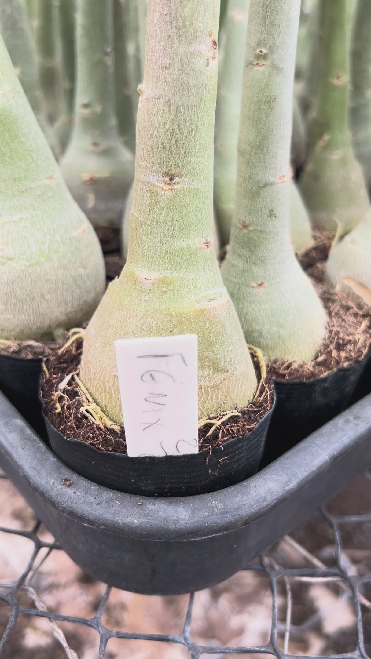 Rosa do Deserto - BRD FÊNIX