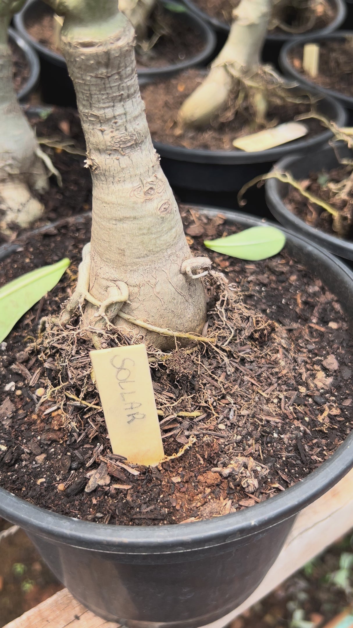 Rosa do Deserto - ENXERTO ADULTO - SOLLAR