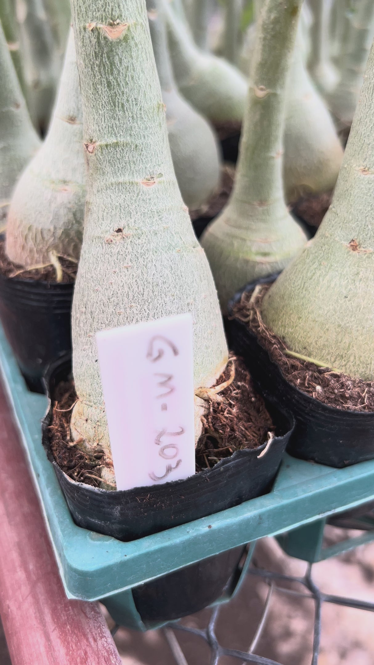 Rosa do Deserto- GM 203