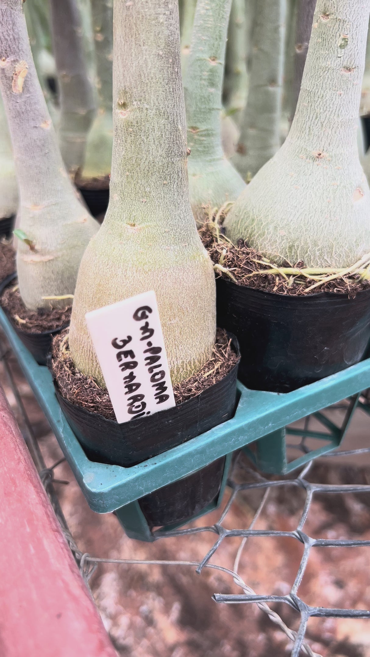 Rosa do Deserto - PALOMA BERNARDI