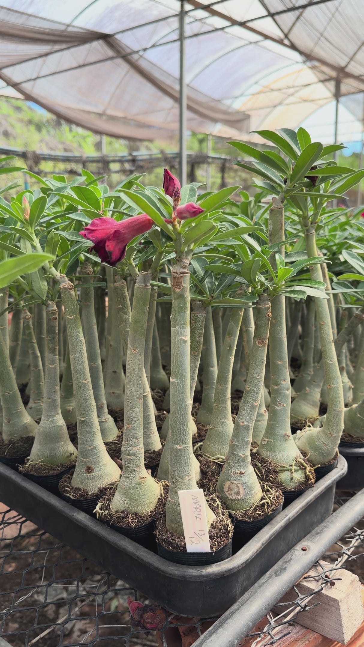 Rosa do Deserto - BRD MARIA