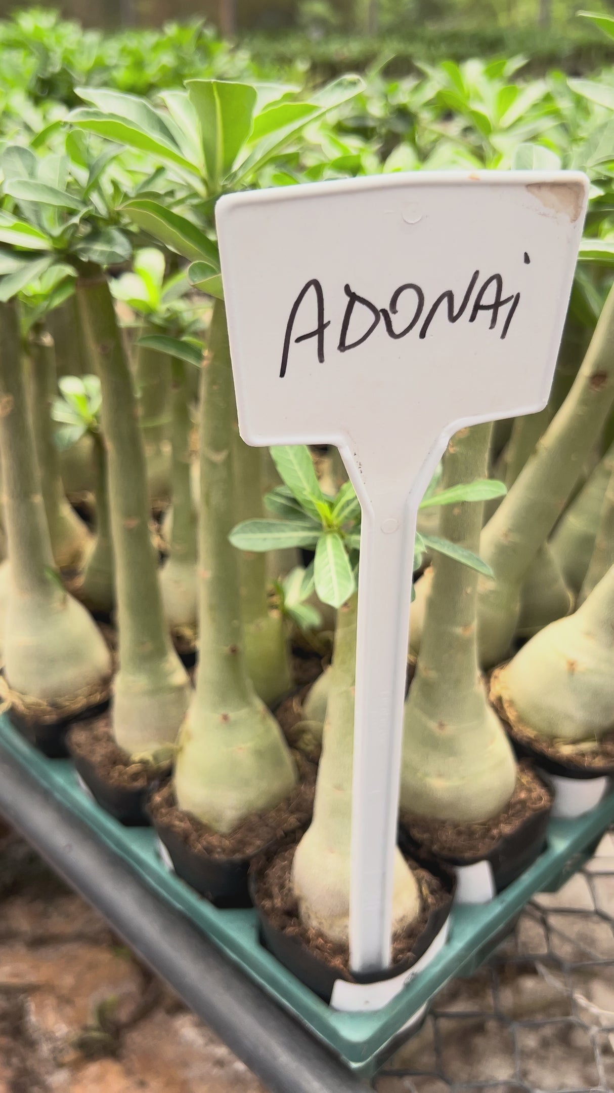 Rosa do Deserto - ADONAI